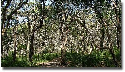 Mathoura River Gums